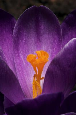 Crocus 2s.jpg