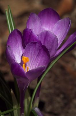 Crocus 3s.jpg
