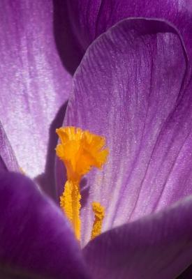 Crocus 3 crop.jpg