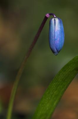 Syberian Squill 5s.jpg
