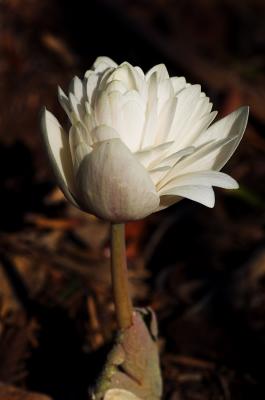 Blood Root 1s.jpg