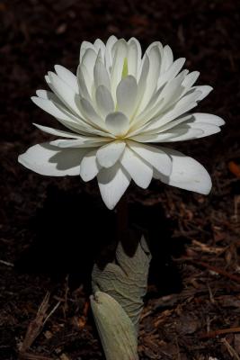 Bloodroot 2s.jpg
