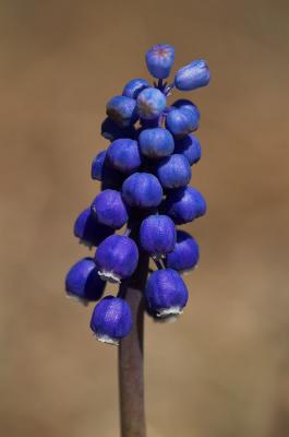 g3/89/482789/3/58527662.GrapeHyacinth2s.jpg