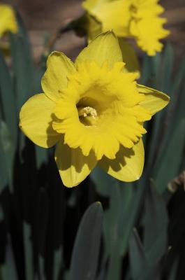 Daffodil 06 3s.jpg