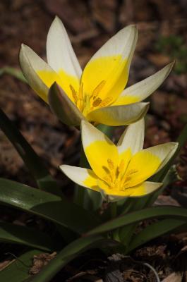 Min Tulip 1s.jpg