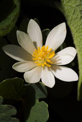 Single Bloodroot 1s.jpg