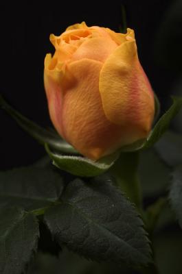 Peach rose 1s.jpg