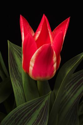 Red Tulip 1s.jpg