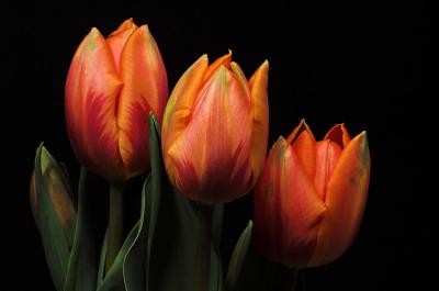 Orange Tulips 1s.jpg