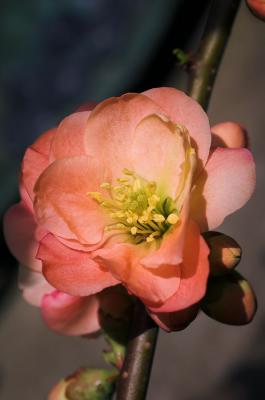 Flowering Quince.jpg