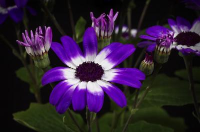 g3/89/482789/3/58815685.Blueflower1s.jpg