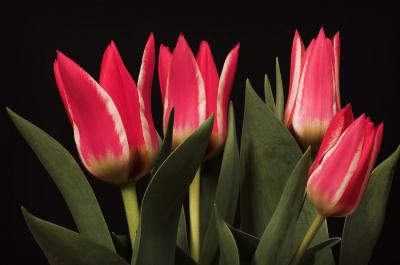 Red Tulips 2s.jpg