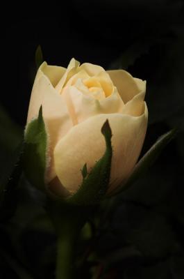 Rosebud 1s.jpg