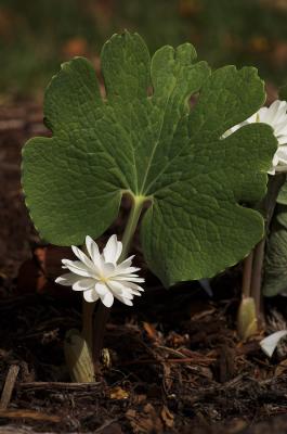 Bloodroot 3s.jpg