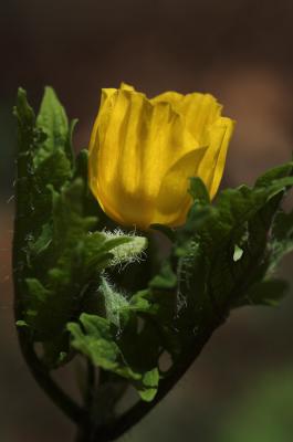 Wild Poppy Bs.jpg