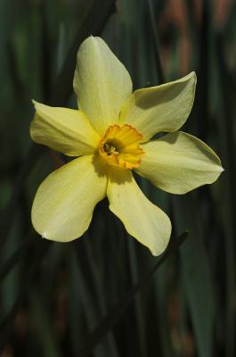 daffodil 4s.jpg