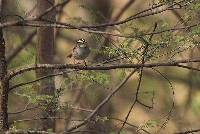 White throated Sparrow 1s.jpg