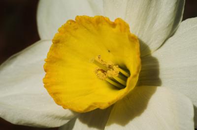 Daffodil center 1s.jpg