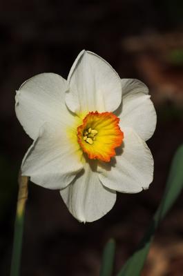 Old-fashioned Daffodil 2s.jpg