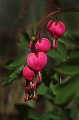 Bleeding Heart 4s.jpg