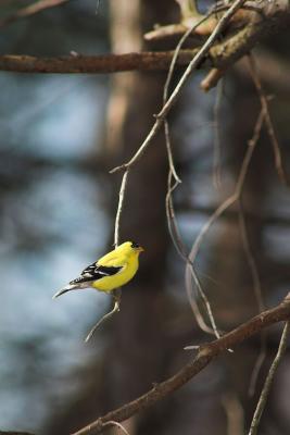 goldfinch 2s.jpg