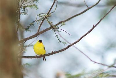 Goldfinch 3s.jpg