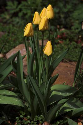 Tulip Grouping 1s.jpg