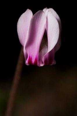 Cyclamen 1s.jpg