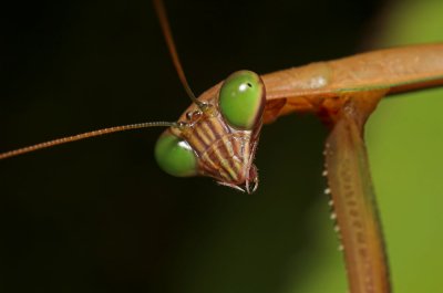 Mantis Portrait 1s.jpg