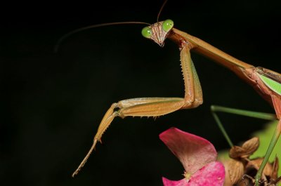 Mantis Portrait 2s.jpg