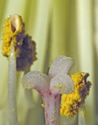 Amaryllis 2006-01-29