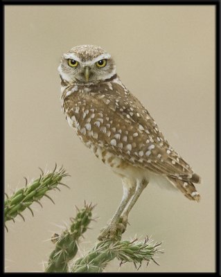 2007-06-11 133649_01 Burrowing Owl.jpg