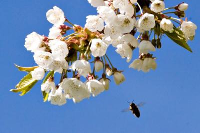 Bie og epleblomst