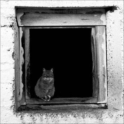 Katt i vindu