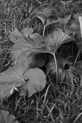 _MG_2733_cs4_bw_web.jpg