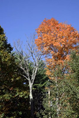 _MG_1451_cs3_web.jpg