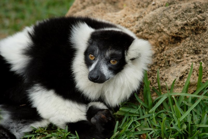 Black And White Ruffed Lemur