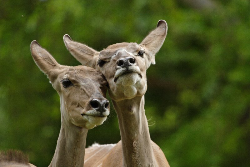 Greater Kudu