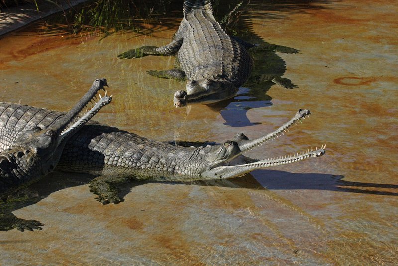 Gharials