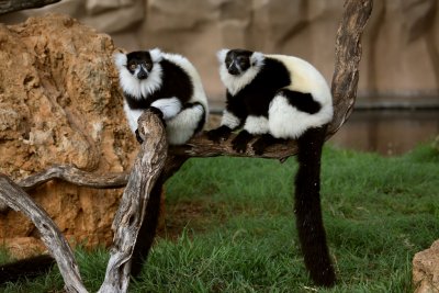 Black And White Ruffed Lemurs