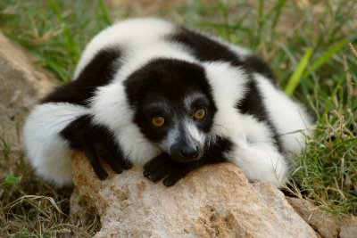 Black And White Ruffed Lemur