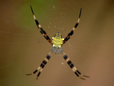 g3/89/541989/3/57744088.SpiderLarge.jpg