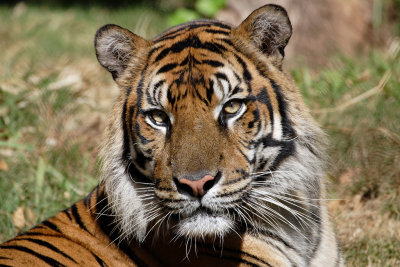 Sumatran Tigers