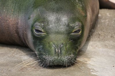 Hawaiian Monk Seal