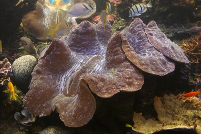 Giant Clam
