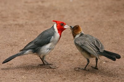 Brazilian Cardinals