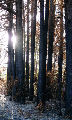 Black redwoods