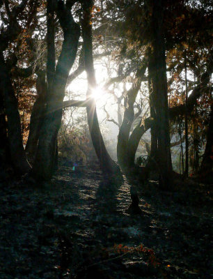 Trees and morning sun