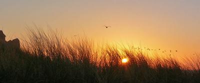 Beach grass