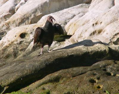 Ham turkey vulture performs